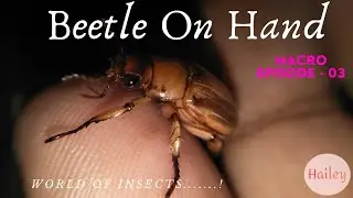 Beetle On Hand | Macro | Insect & Bugs | Beetle Love | | Insect World | Nature Video Shorts | Hailey