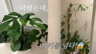 Repot with me🪴| 초보식집사 인사드립니다🙇‍♀️ 히메 몬스테라 번식하기,내 키보다 커버려서 결국 싹둑✂️