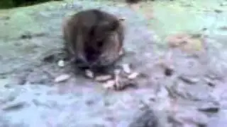 The fearless mouse