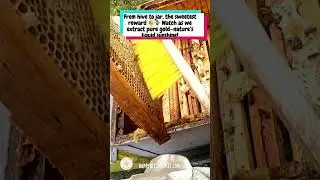 Honey Extraction @HappyBeesMarket #bees #beekeeping #foryou #nature #farming #honey