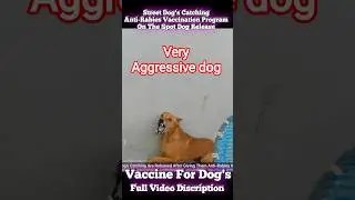 Aggressive Dog Catch Gojo With VACCINATION #dog #vaccine #gojo #streetdogrevival #ytviral
