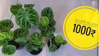 Anthurium silver blush