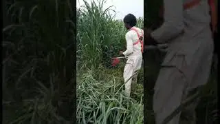 HONDA Original Brush Cutter. UMK-435