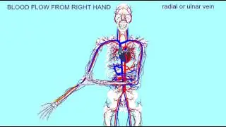 PATHWAY OF BLOOD FLOW FROM THE RIGHT HAND