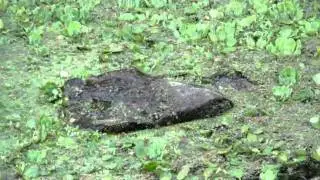 Tortuga Pintada y Jacana
