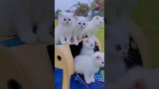 #shorts  #poems #tiktok #cutebaby