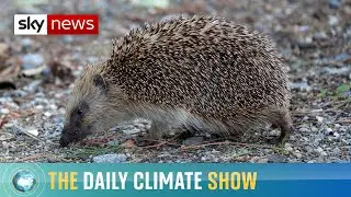 Britain's first hedgehog friendly borough and eco-friendly diamonds