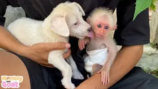 Sweet love of baby monkey and puppy
