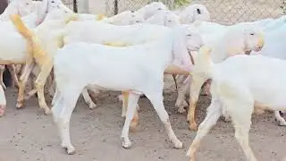 Sasta Bada Bakra 41000 mein Peer Ki Subah Sabir Goat farm Bade Bakre 