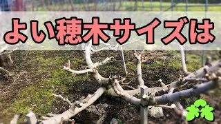 穂木を採取　挿し木利用する良いサイズ感について　いちじくVlog　#13　2021