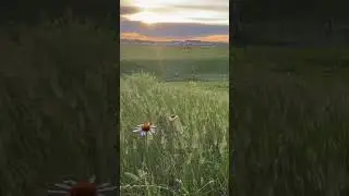 Sunset from the rv park. #rvlife #wildflowers #prairie #southdakota