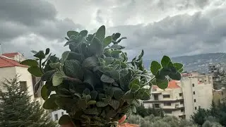 Coughing? Try Thyme Tea &ndash; A Natural Remedy 🌿/Kakukkfűtea k&ouml;h&ouml;g&eacute;sre 
