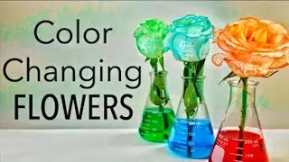 colour changing flower experiment|| making coloured flowers from food colour 100% real ||