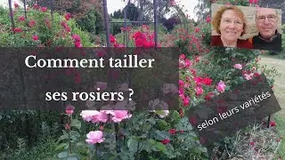 Comment tailler ses rosiers ?