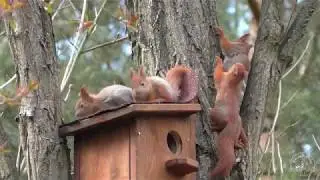 4 małe wiewi&oacute;rki z W&oacute;lki poznają świat
