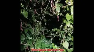 White-lipped island pit viper - Trimeresurus insularis - Ular viper timur - Released by Gung Adi