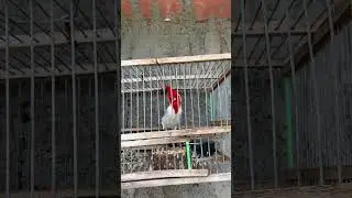 Cardenal llamador cantando