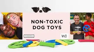 BEST DOG TOYS: How to choose safe and non-toxic toys for your pet