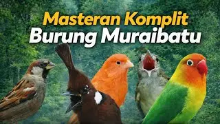Masteran Lengkap Suara Burung Kapas Tembak Cililin Kenari Lovebird Gereja Tarung #masteran #bird