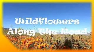 Superbloom 2020 / California Poppies & Wildflowers