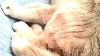 Stroke a Purring Cat to Sleep (ASMR) | The Binaural Universe