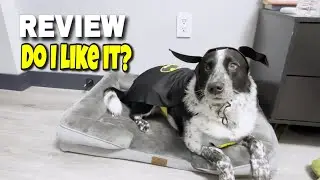 Dog Halloween Costume [Batman]