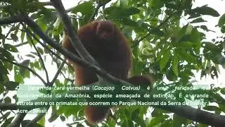 UACARI-DA-CARA-VERMELHA (CACAJAO CALVUS)