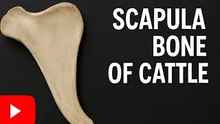 Scapula Bone of cattle fig #scapula #bones #cattel #anatomy #veterinary