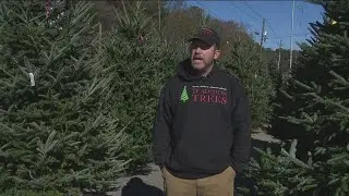 Christmas tree shortage highlights resilience amid Hurricane Helene's impact