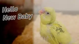 Hello New Baby / The First Day  新しいセキセイインコの雛がやってきた！
