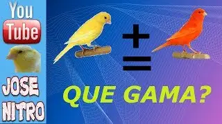 GENETICA EN LA CRIA DE CANARIOS  HD