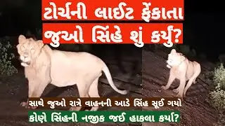 ટોર્ચની લાઈટ ફેંકાતા સિંહે શું કર્યું?પ્રકાશથી સિંહોને શું થાય છે?રાત્રે સિંહ ગાડીની આડે#ગીરનાખોળે