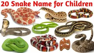 Snake Names for Kids  | Cobra, Python, Viper  | Learn in English साँप के नाम  | Snake Names