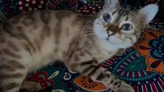 BEST CAT MEOWS and belly flops EVER!