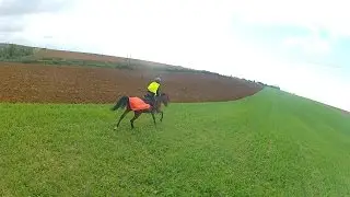 Un trotteur ne galope pas ? (+Gopro !)