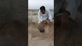hide watermelon 🍉 under Sand Desert 🏜️ #survival #camping #outdoors #lifehacks #buscraft #experiment
