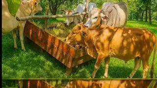 Warm Sun and Green Grass: When Cows Gather!
