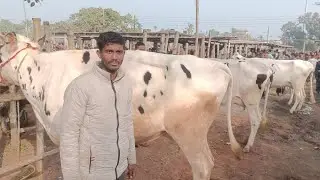 সাঈদ ভাই এর সেরা মানের সব ১০ থেকে ১৬ লিটার দুধের গাভী কিনুন একদম সীমিত পানির দামে।।