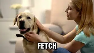The Most Top 10 Loyal Dog Breeds