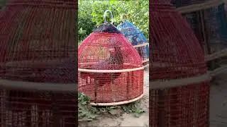 Black partridge sound | Kala teetat ki awaz | Teetar ki awaz | Titar awaz | Black francolin call 