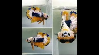 Yellow Fancy Hmpk