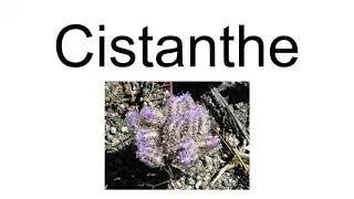 Cistanthe