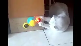 Windmill Cat Toy