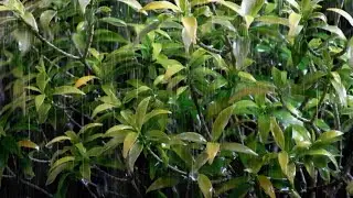 Deep Sleep with Rain and Thunder Sounds | Peaceful Night Storm Ambience