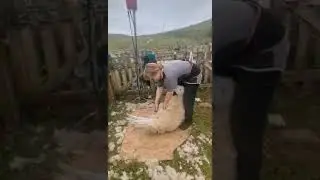 Shearing sheep! Crofter style😂🏴󠁧󠁢󠁳󠁣󠁴󠁿#assynt #shearing #scotland #crofting #peatlmania #sheep #viral