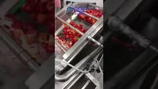 Pepper processing machine in Bulgaria | vegetable fruit washing machine | vegetable processing line