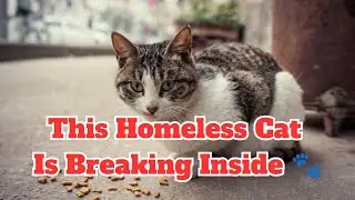 He Acts Tough&hellip; But This Homeless Cat Is Breaking Inside 🐾 #cats #catlovers #homeless #mrwafflescat 