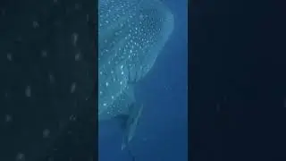 Silky shark rubs against whale shark to remove parasites  #saveourseasfoundation #whaleshark #silky