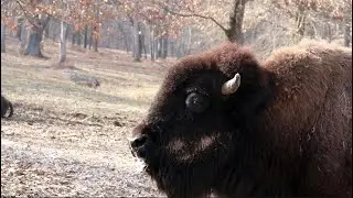 Bison On the Loose!! Lone Elk Park