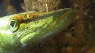 Pike & perch underwater at night. Щука ночью, подводня съёмка. Lucio gedde hecht szczupak snoek haug